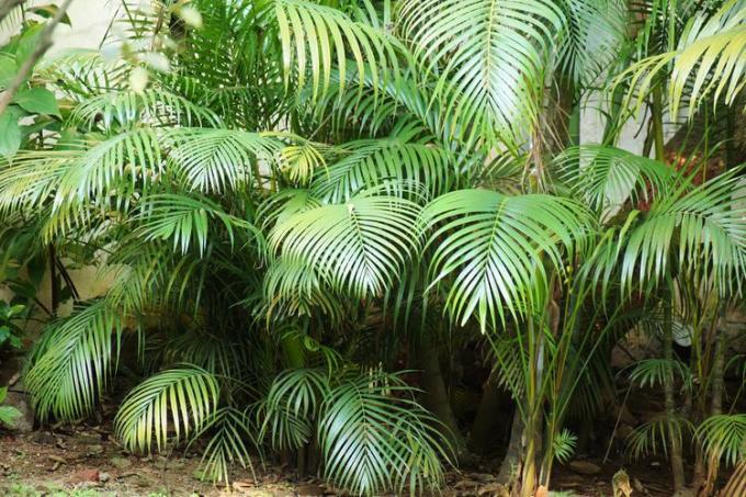 Areca-Palme