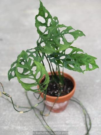 Monstera Olbiqua (peruanische Form)